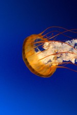 Карменцита