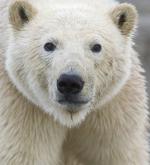 Ice Bears of the Beaufort