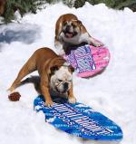 Who Let the Dogs Out