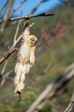 Рожденный в Китае: 682x1024 / 67 Кб