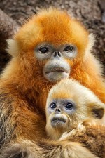 Рожденный в Китае: 683x1024 / 150 Кб