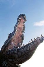 Кровавый серфинг: 317x475 / 25 Кб