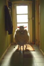 Фото Паршивая овца