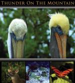 Thunder on the Mountain: 695x768 / 140 Кб
