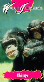 Фото Шимпанзе: Такие же как мы