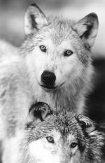 Книга джунглей: 309x477 / 33 Кб