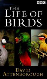 "The Life of Birds": 297x500 / 31 Кб