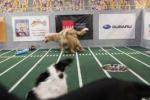 Puppy Bowl VII: 267x178 / 15 Кб