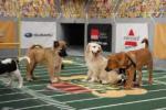 Puppy Bowl VII: 267x178 / 17 Кб