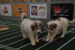 Puppy Bowl VII: 267x178 / 13 Кб