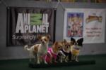 Puppy Bowl VII: 267x178 / 11 Кб