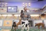 Puppy Bowl VII: 267x178 / 16 Кб