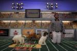 Puppy Bowl VII: 267x178 / 16 Кб