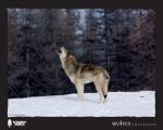 Wolves Unleashed: 1200x960 / 138 Кб