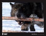 Wolves Unleashed: 1200x960 / 142 Кб