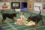 Puppy Bowl VIII: 1365x910 / 211 Кб