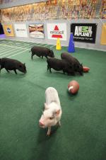 Puppy Bowl VIII: 1365x2048 / 592 Кб