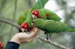 The Wild Parrots of Telegraph Hill: 320x211 / 15 Кб