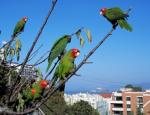 The Wild Parrots of Telegraph Hill: 370x282 / 28 Кб