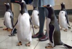 Пингвины мистера Поппера: 850x567 / 133.91 Кб