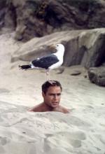 Марлон Брандо: 273x400 / 21 Кб