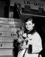 Одри Хепберн: 354x450 / 35 Кб