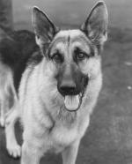 Джеймс Белуши: 1652x2048 / 373 Кб