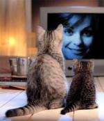 Тери МакМинн: 518x600 / 62 Кб