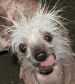 Rascal The World&#x27;s Ugliest Dog