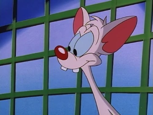 Фото - Пинки и Брейн: 500x375 / 40.69 Кб