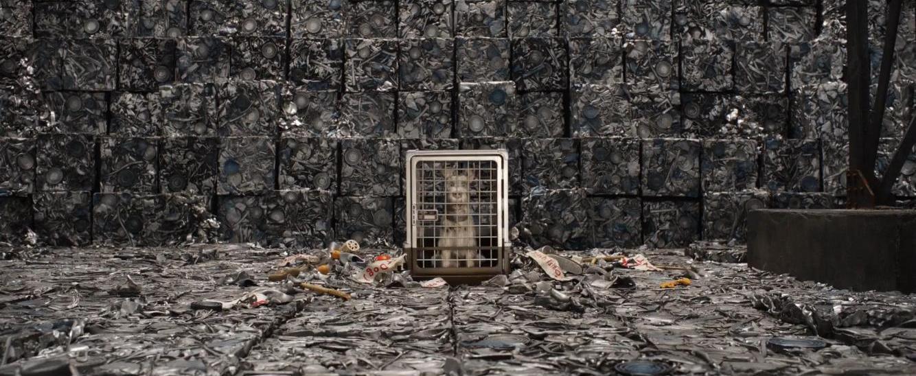 Фото - Остров собак: 1334x548 / 157.25 Кб