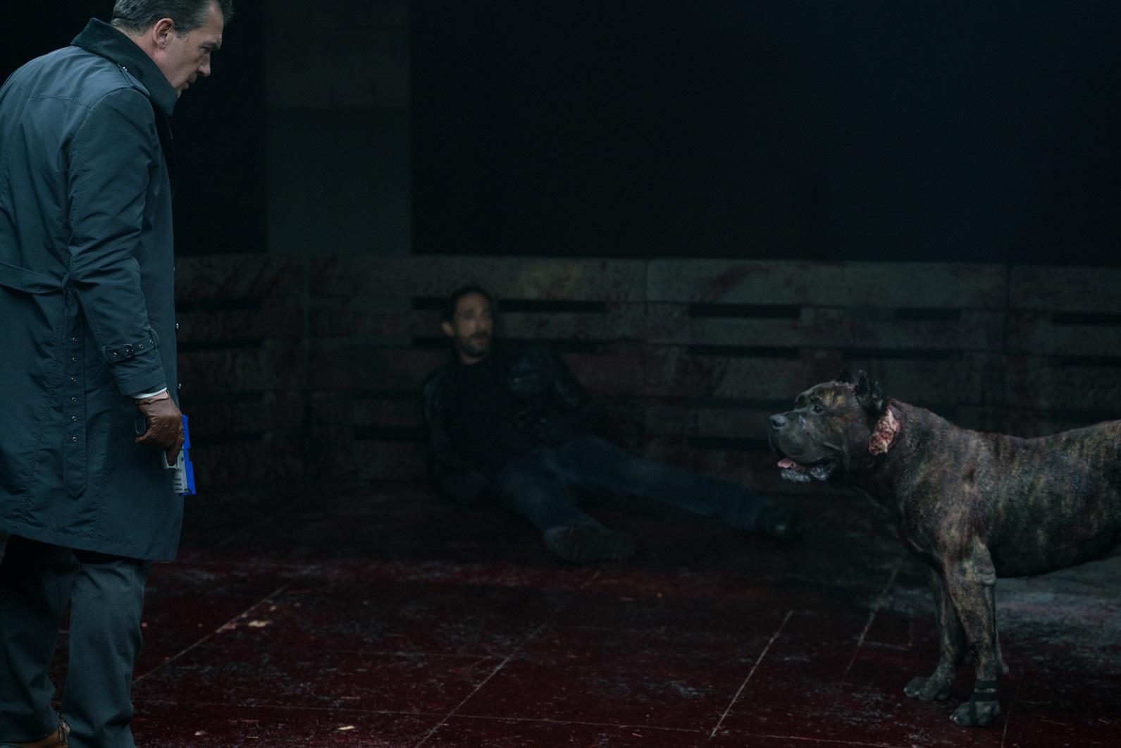 Фото - Цепной пес: 1591x1061 / 93.78 Кб