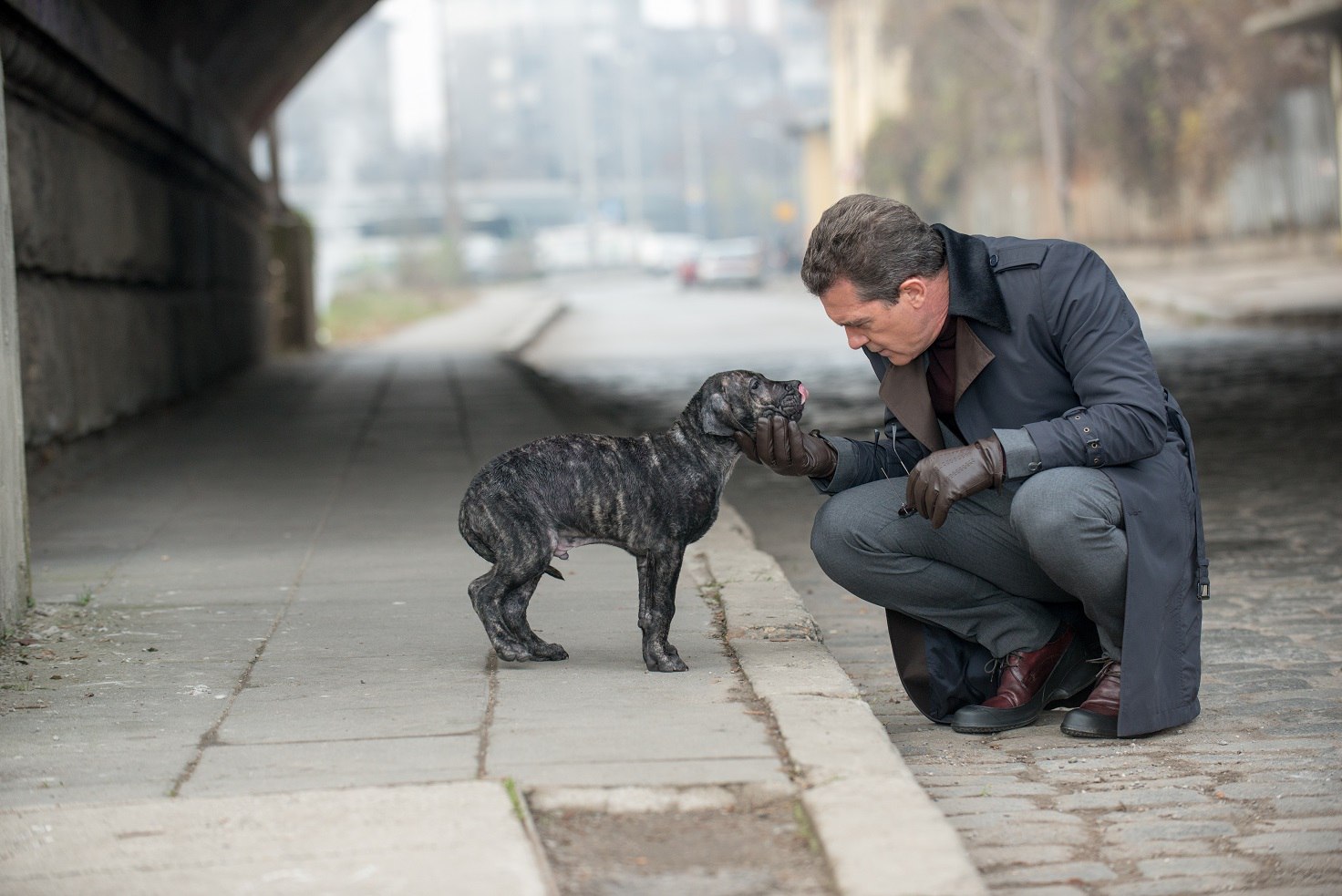 Фото - Цепной пес: 1472x983 / 206.68 Кб