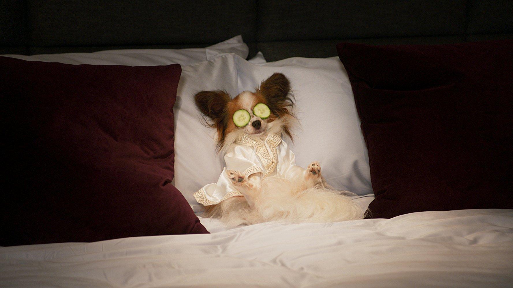 Фото - Псы под прикрытием: 1777x999 / 144.45 Кб