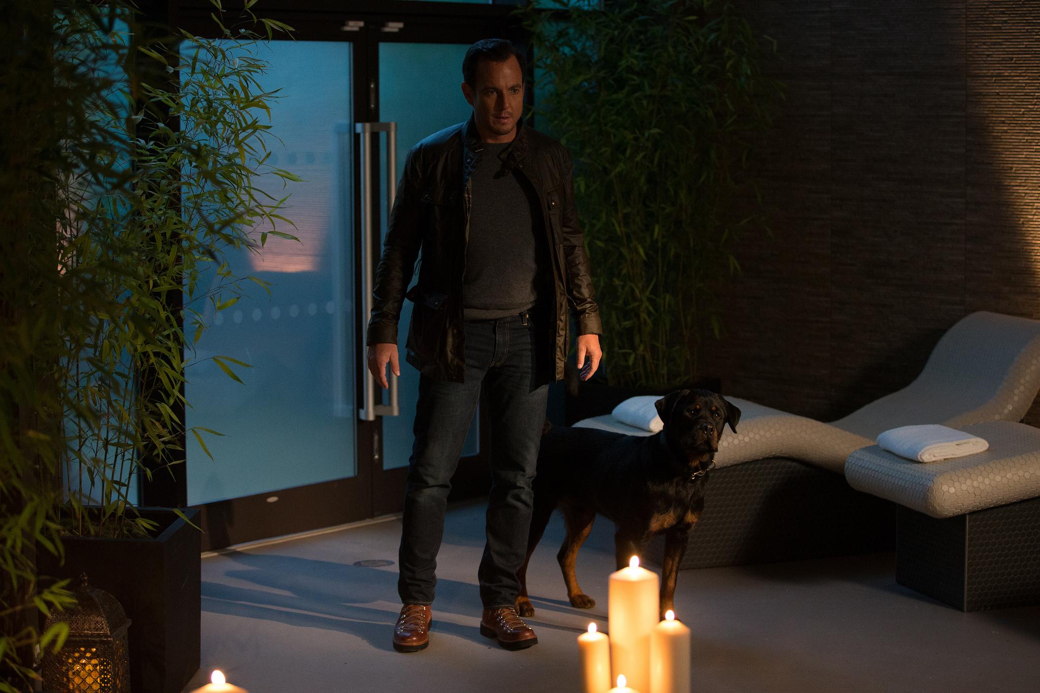 Фото - Псы под прикрытием: 2048x1365 / 261.5 Кб