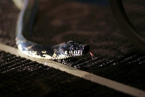 Фото - Змеиный полет: 600x400 / 24.51 Кб