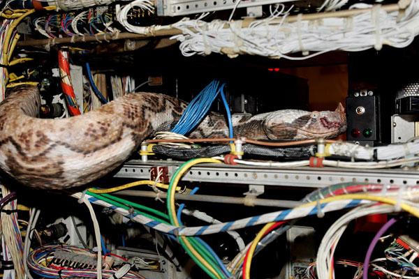 Фото - Змеиный полет: 600x400 / 56.78 Кб