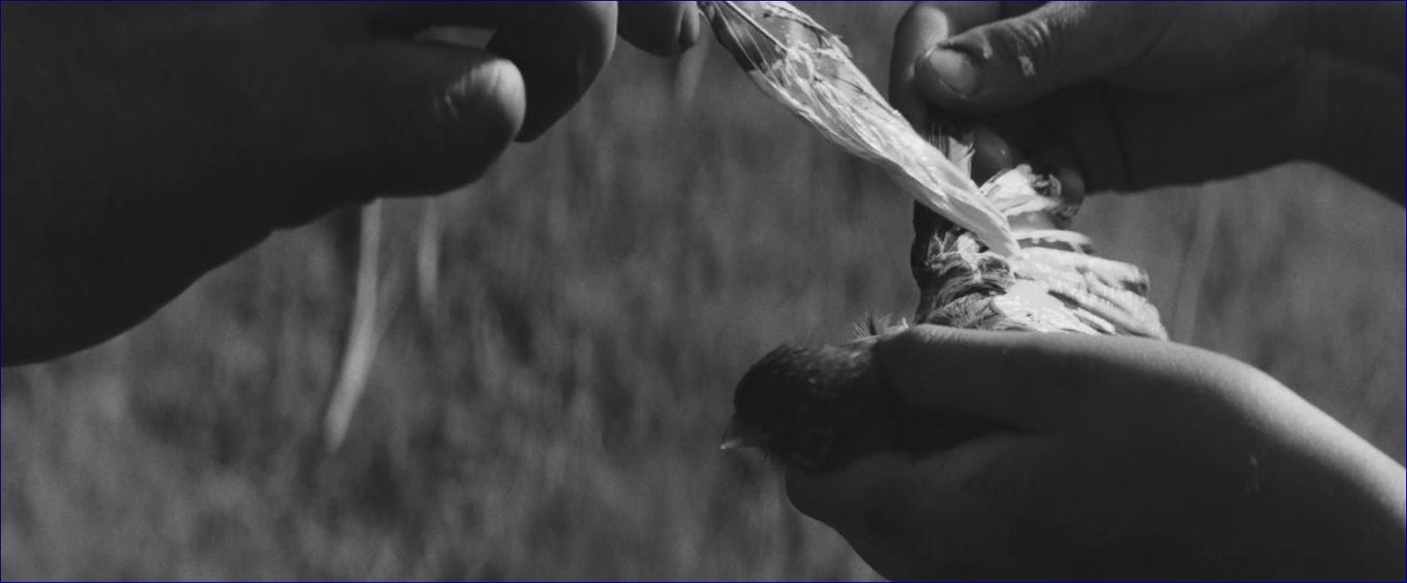 Фото - Раскрашенная птица: 1589x659 / 58.71 Кб