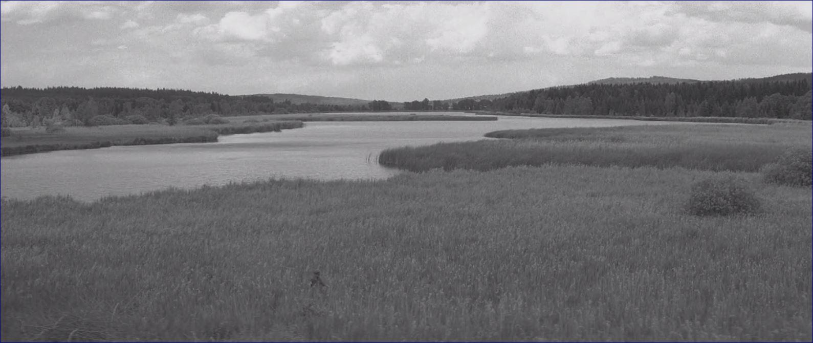 Фото - Раскрашенная птица: 1589x670 / 102.91 Кб