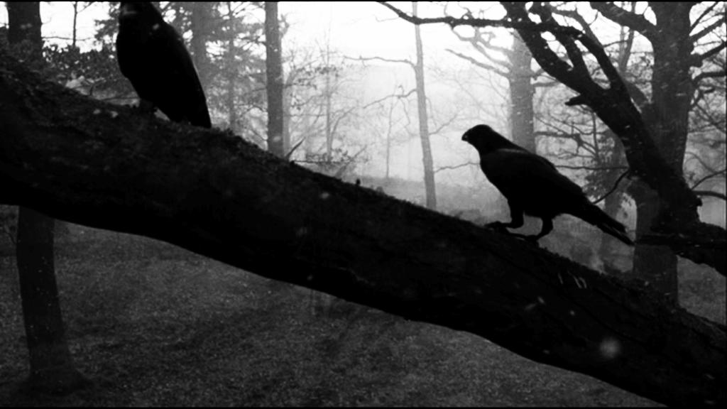 Фото - Раскрашенная птица: 1024x576 / 60.96 Кб