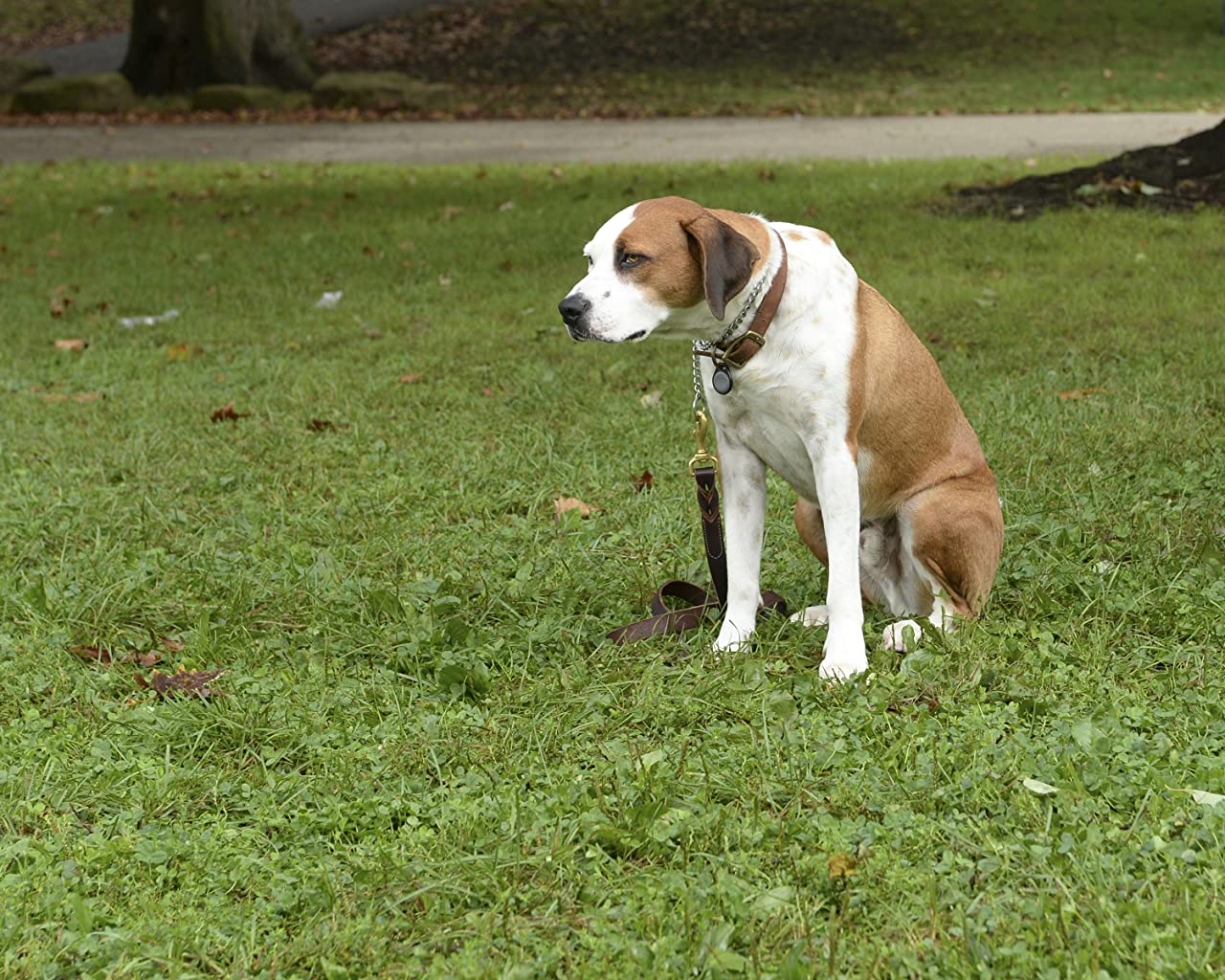 Фото - : 1280x1024 / 239 Кб