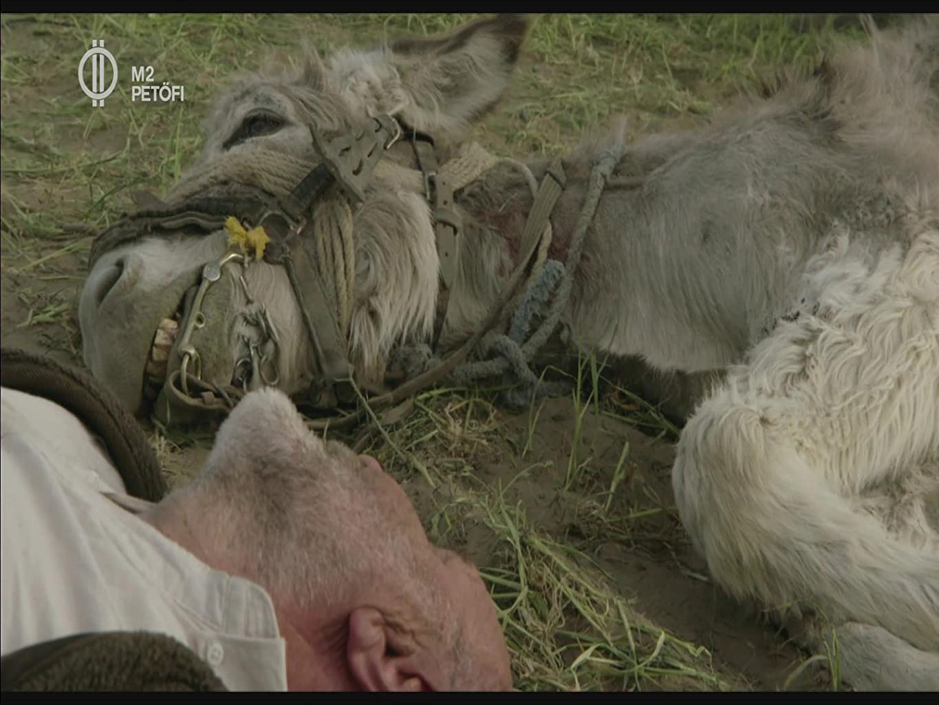 Фото - : 1365x1024 / 115 Кб