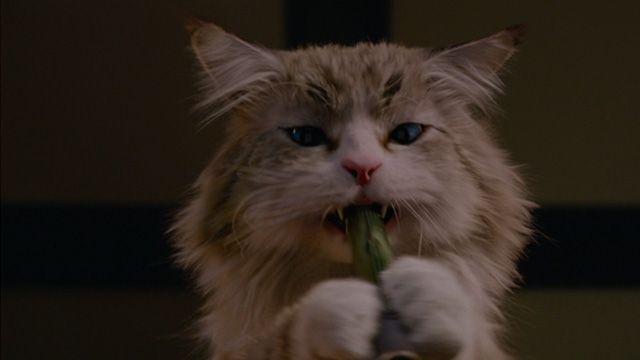 Фото - Девять жизней: 640x360 / 16 Кб