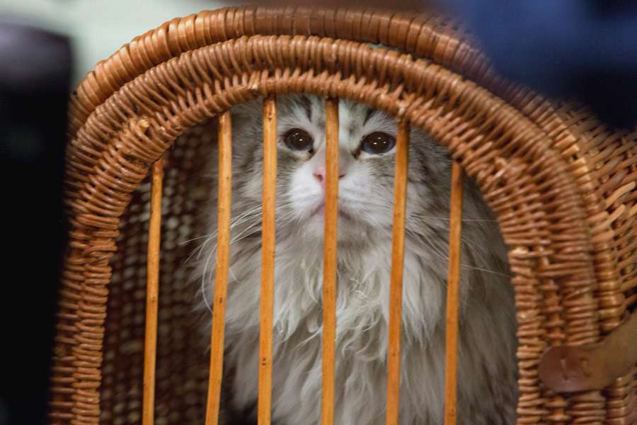 Фото - Девять жизней: 900x600 / 55 Кб