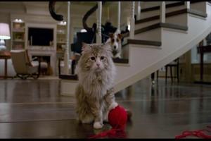 Фото - Девять жизней: 300x200 / 10 Кб