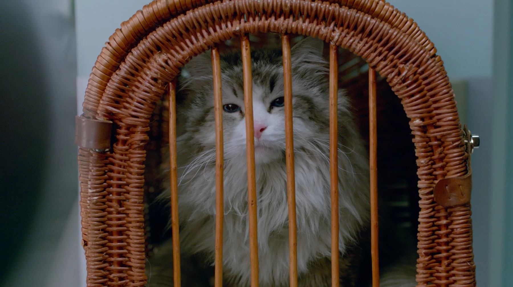 Фото - Девять жизней: 1800x1008 / 371 Кб