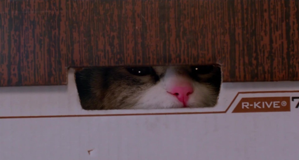 Фото - Девять жизней: 1024x548 / 89 Кб