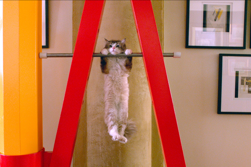 Фото - Девять жизней: 800x533 / 599 Кб