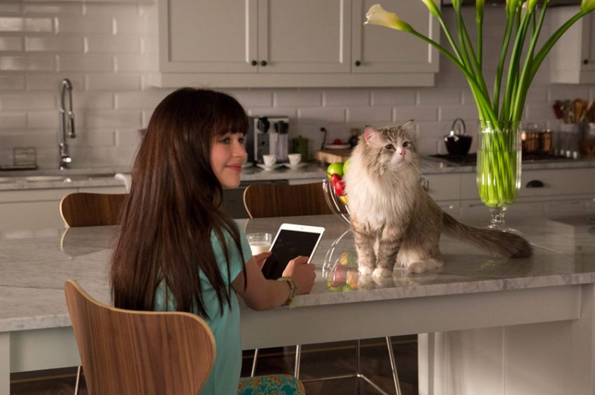 Фото - Девять жизней: 850x565 / 58 Кб