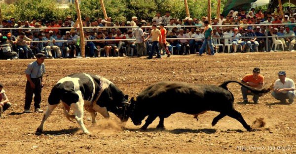 Фото - : 600x313 / 70 Кб